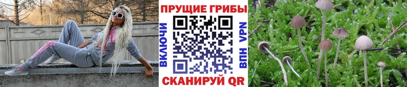 Галлюциногенные грибы Psilocybe  Мензелинск 